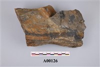 藏品(植物化石)的圖片